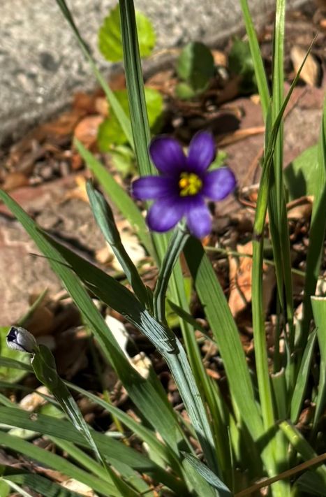 blue eyed grass.jpg